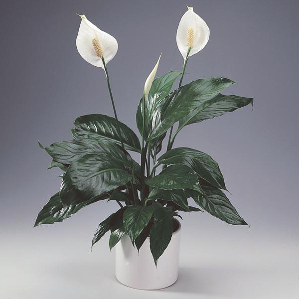 D Spathiphyllum Peace Lily - View 22 from www redcrocus com