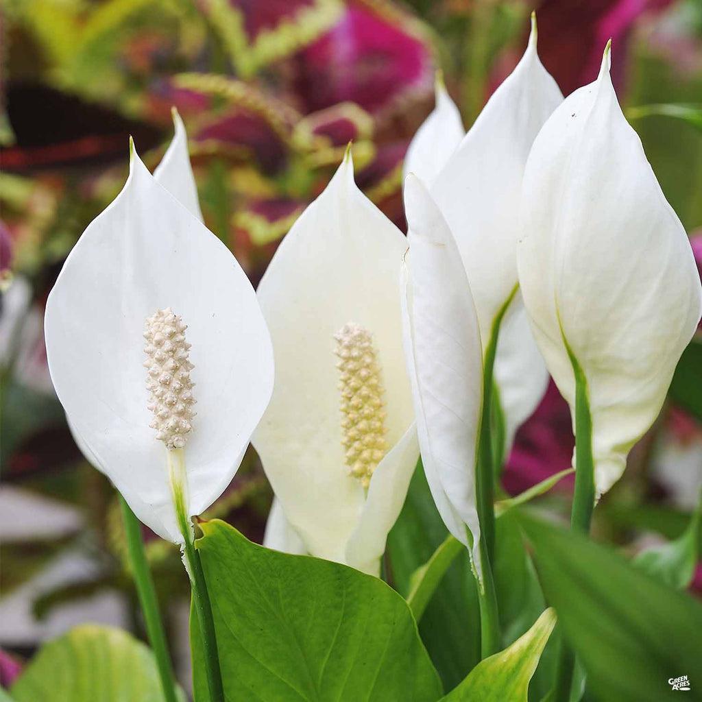 D Spathiphyllum Peace Lily - View 23 from www redcrocus com