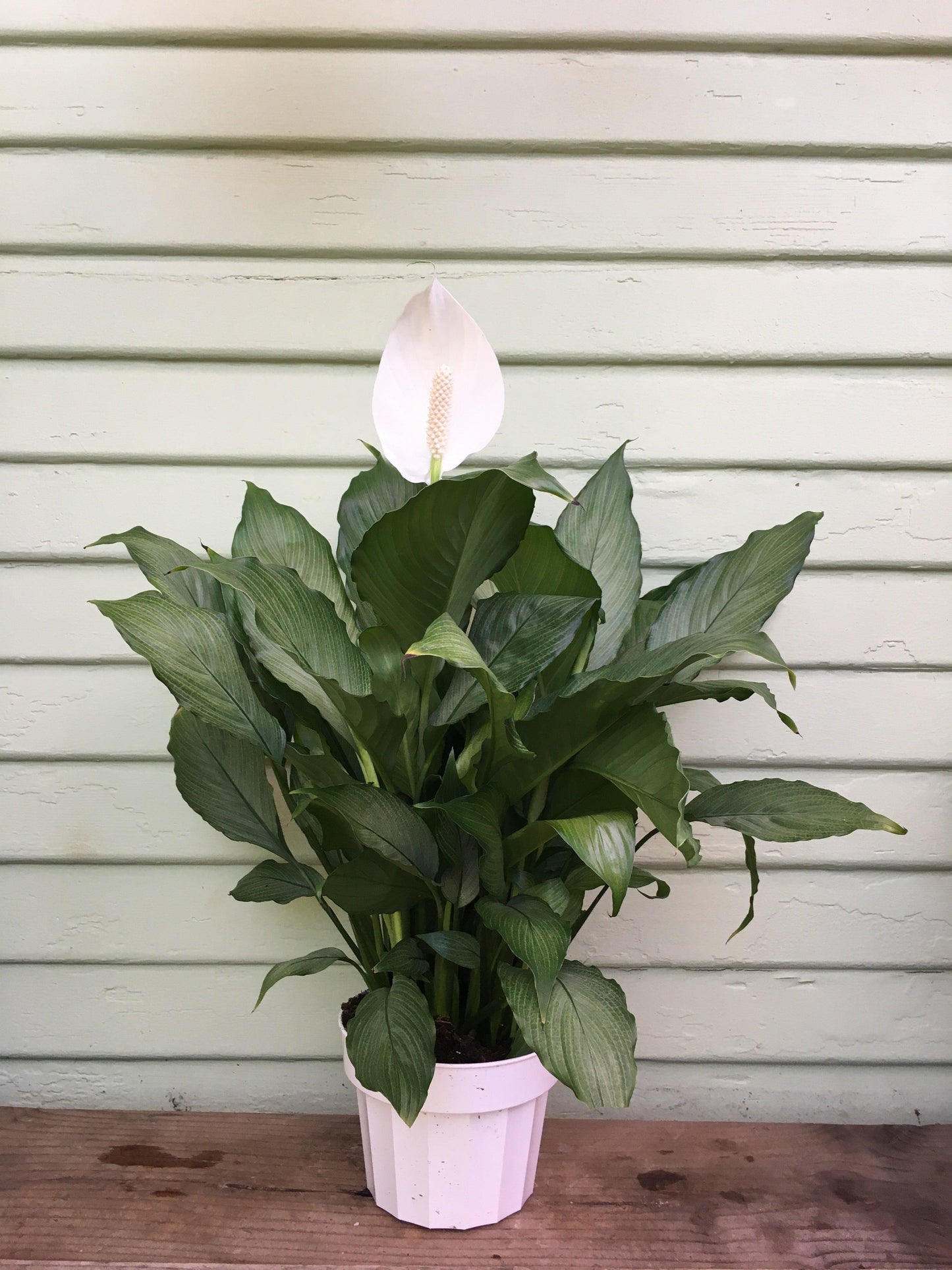 D Spathiphyllum Peace Lily - View 24 from www redcrocus com