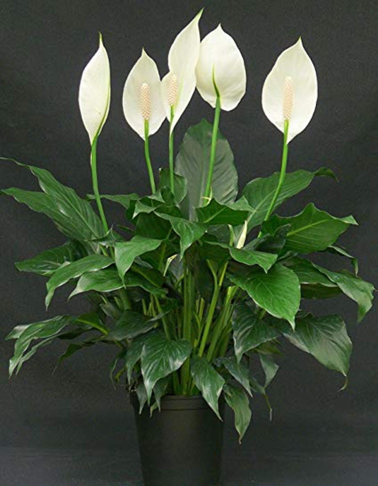 D Spathiphyllum Peace Lily - View 25 from www redcrocus com