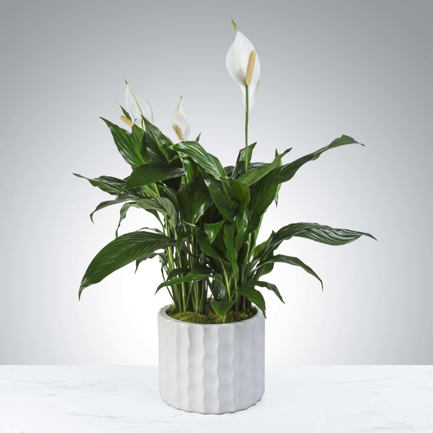 D Spathiphyllum Peace Lily - View 26 from www redcrocus com