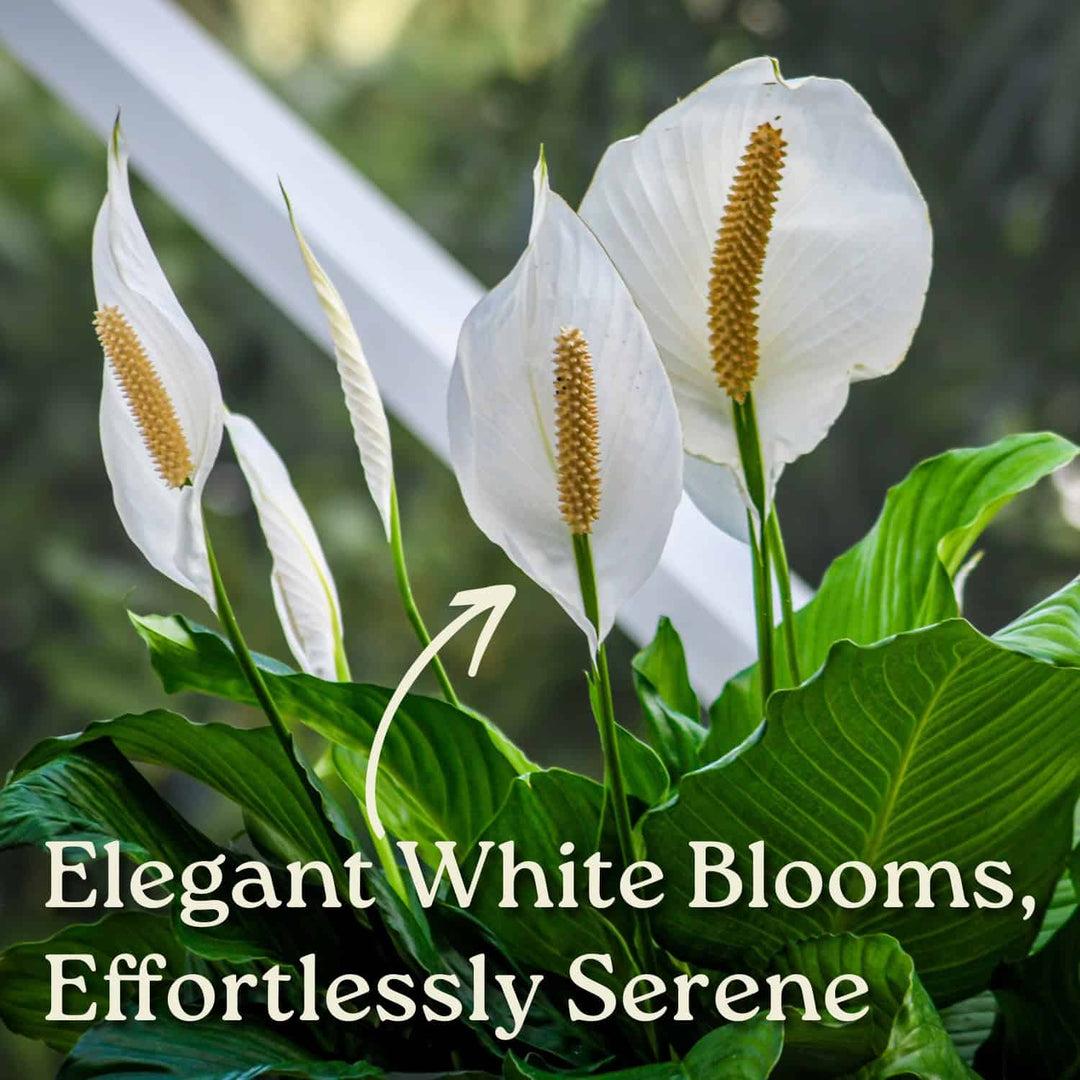 D Spathiphyllum Peace Lily - View 27 from www redcrocus com