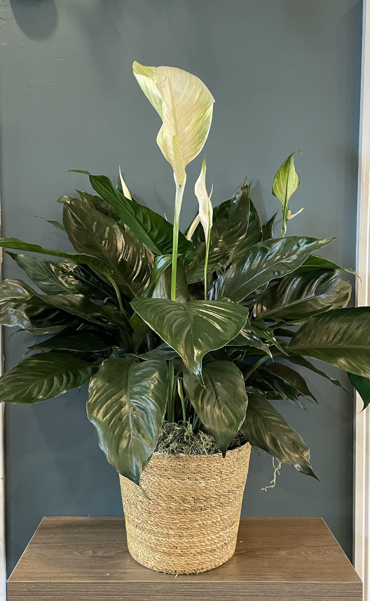 D Spathiphyllum Peace Lily - View 28 from www redcrocus com