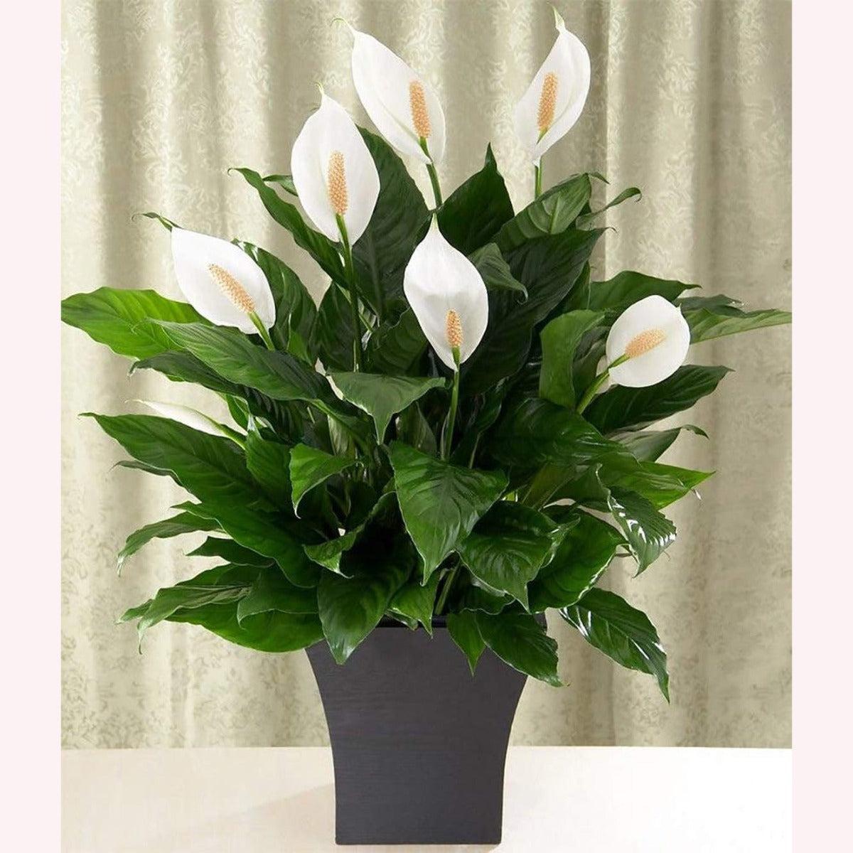 D Spathiphyllum Peace Lily - View 2 from www redcrocus com