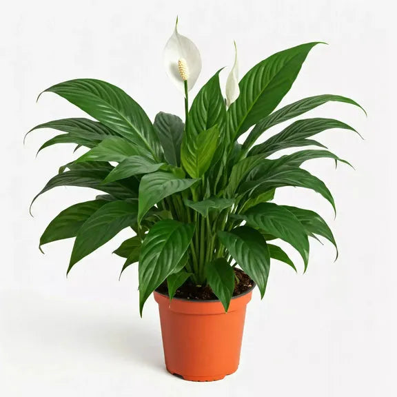 D Spathiphyllum Peace Lily - View 30 from www redcrocus com