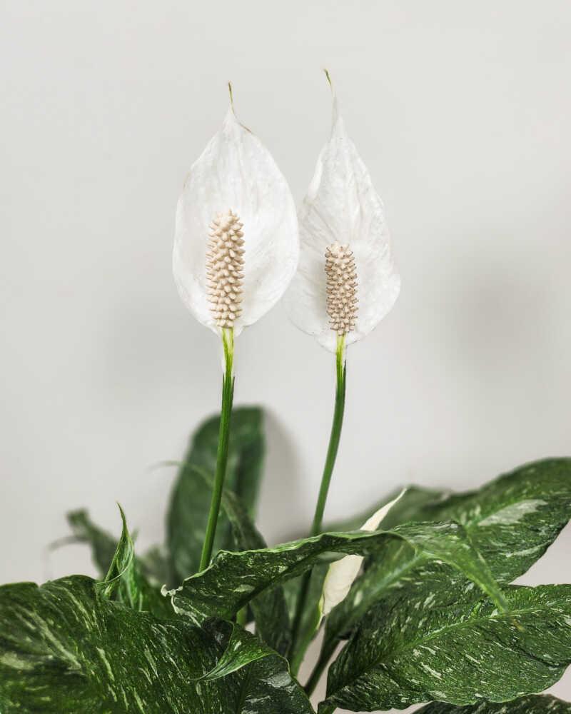 D Spathiphyllum Peace Lily - View 31 from www redcrocus com