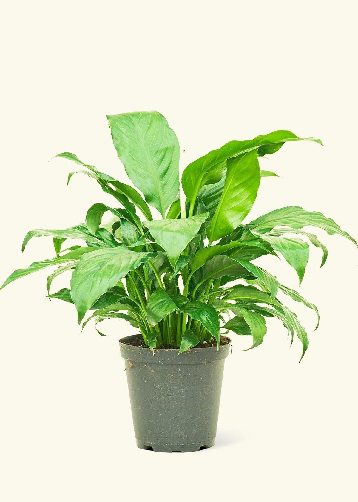 D Spathiphyllum Peace Lily - View 32 from www redcrocus com