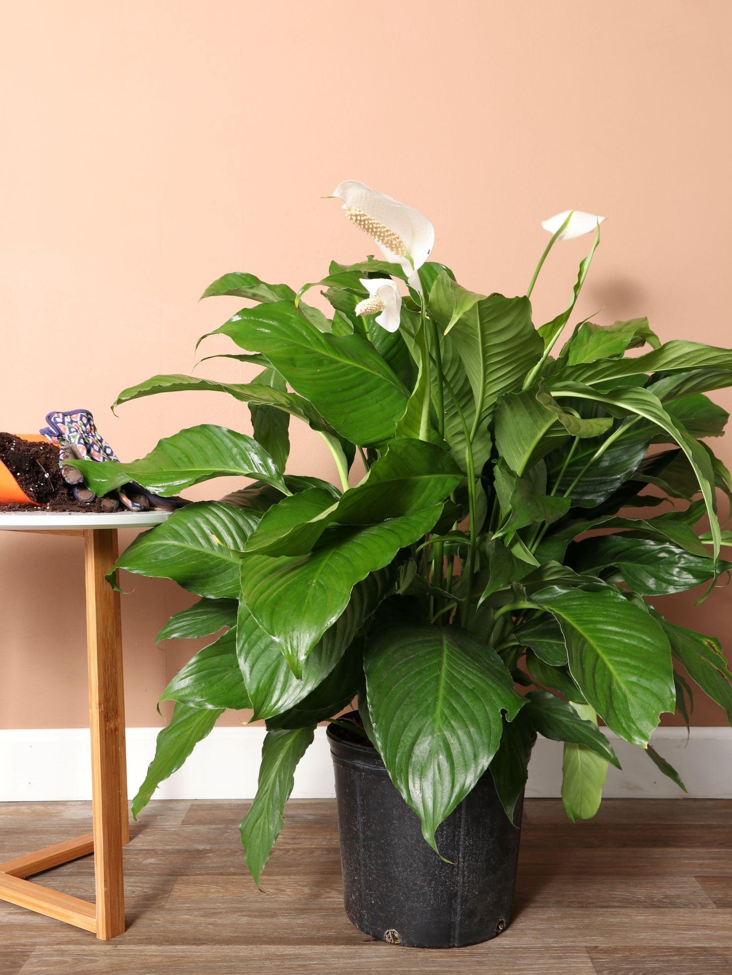 D Spathiphyllum Peace Lily - View 33 from www redcrocus com