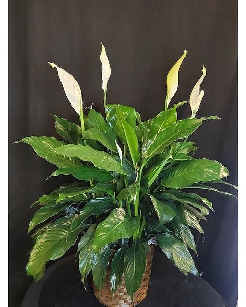 D Spathiphyllum Peace Lily - View 35 from www redcrocus com