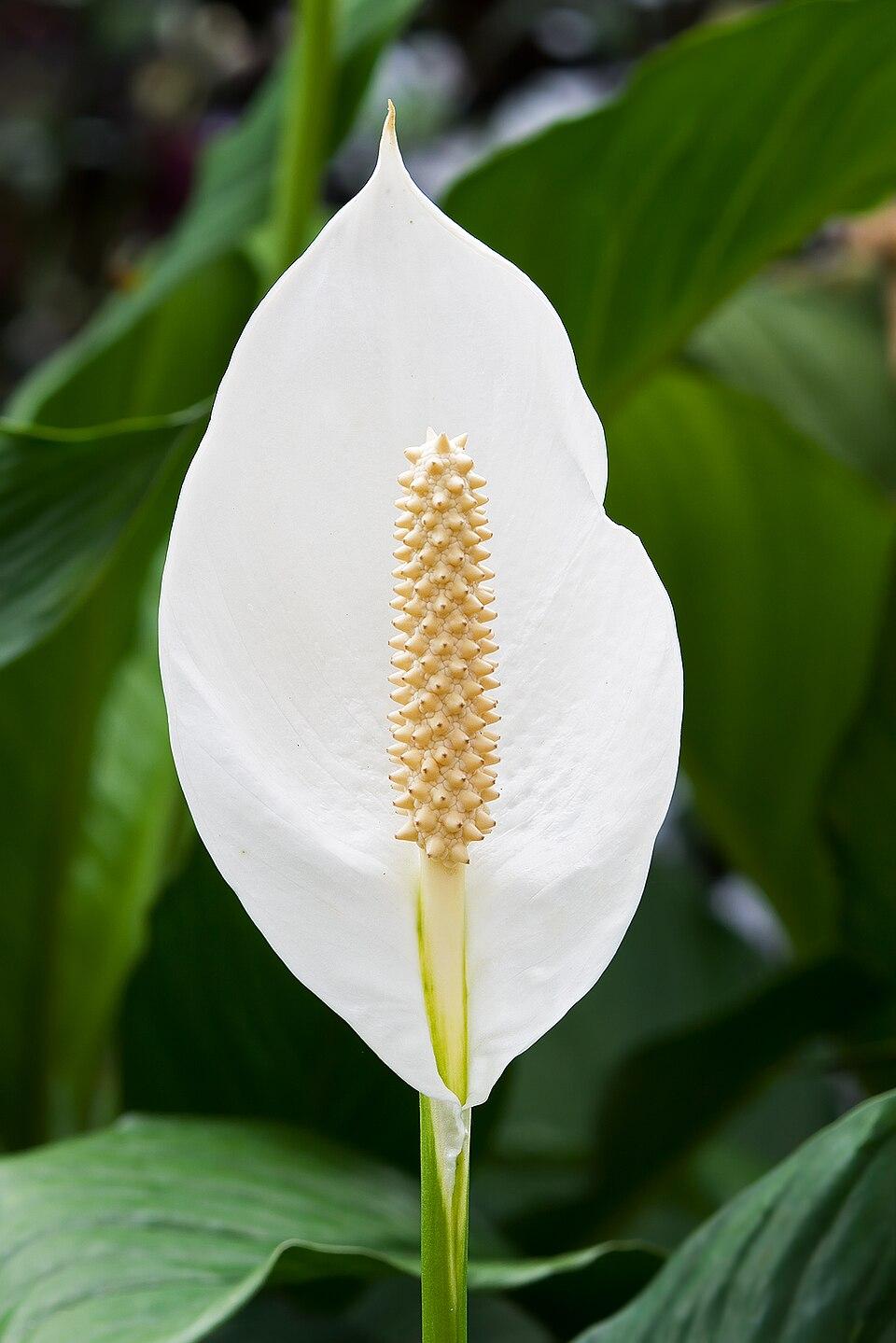 D Spathiphyllum Peace Lily - View 3 from www redcrocus com