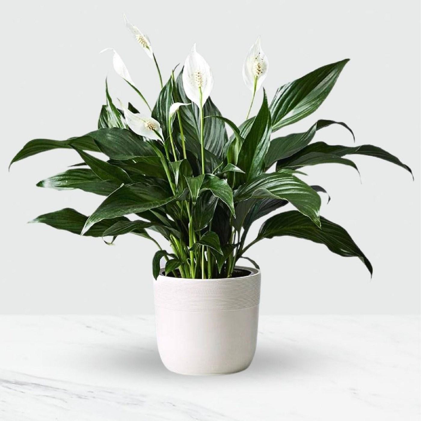 D Spathiphyllum Peace Lily - View 4 from www redcrocus com