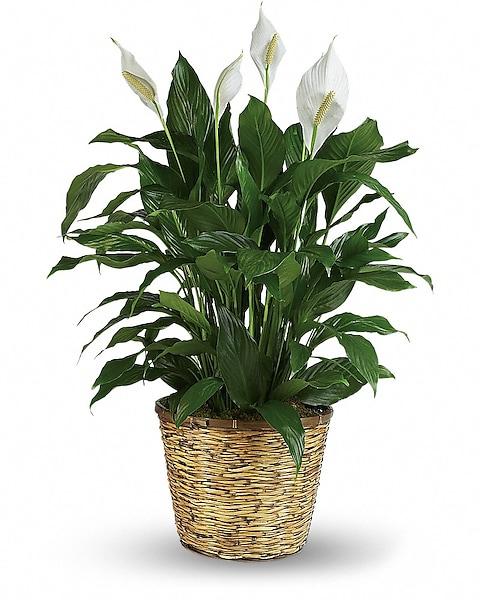 D Spathiphyllum Peace Lily - View 5 from www redcrocus com