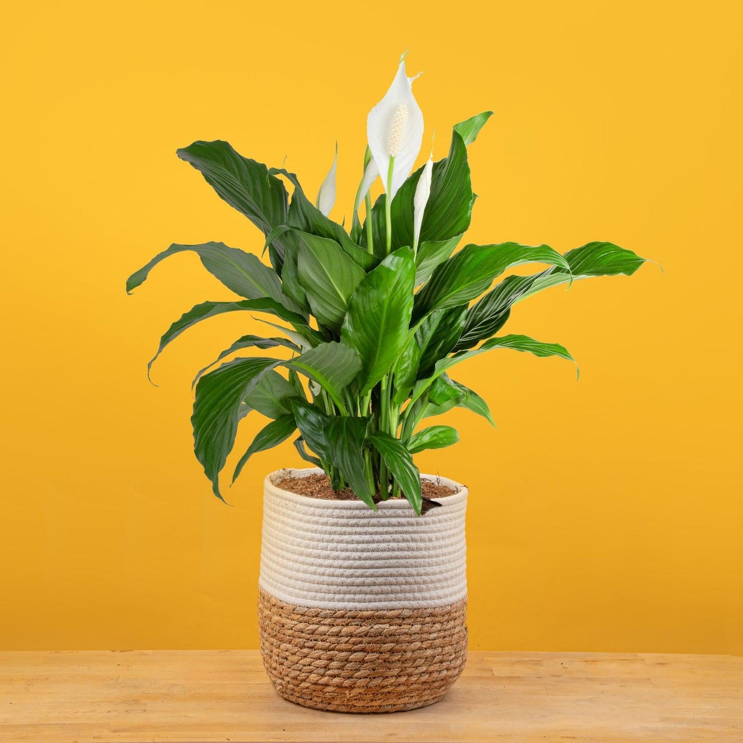 D Spathiphyllum Peace Lily - View 6 from www redcrocus com