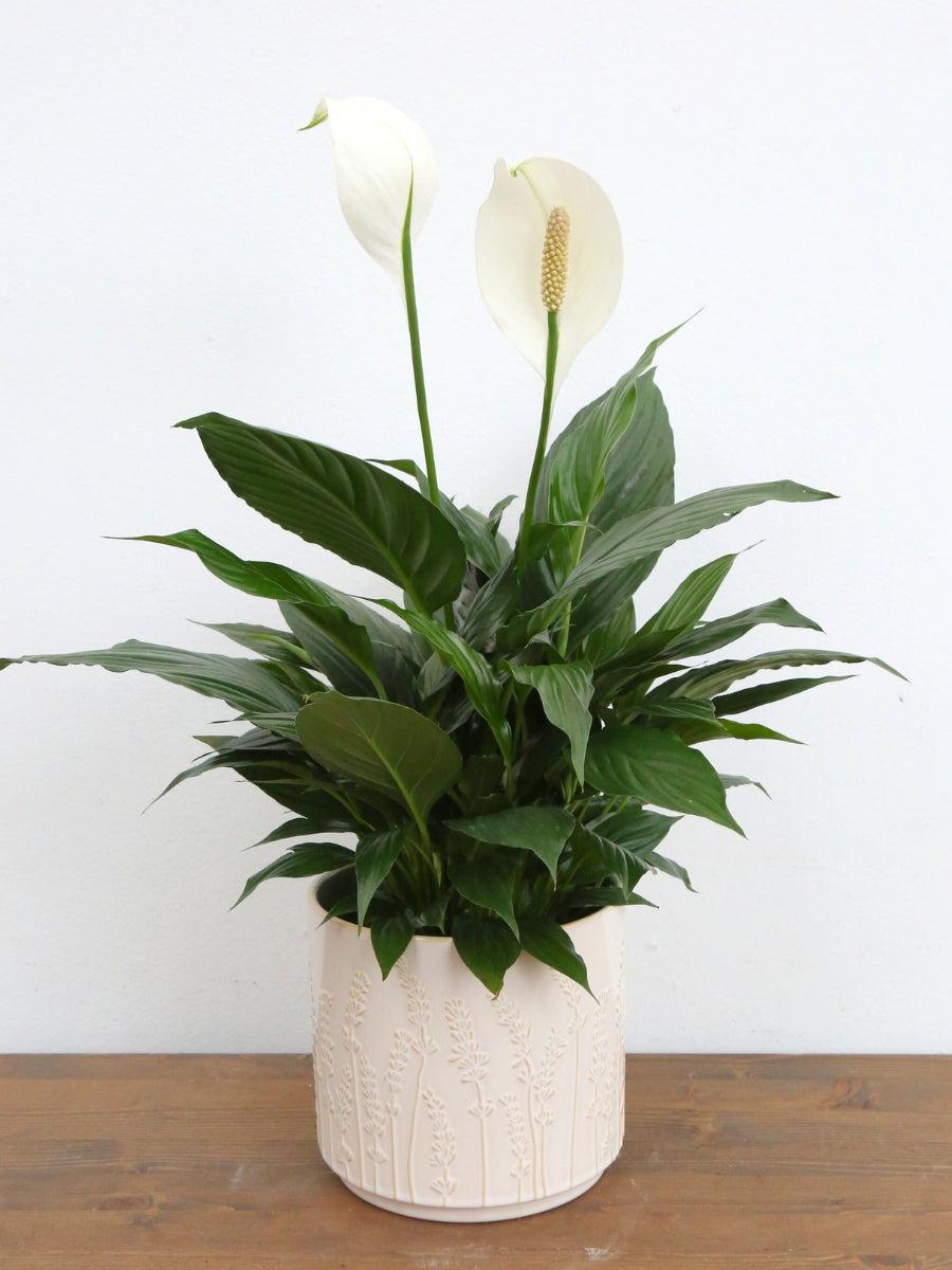 D Spathiphyllum Peace Lily - View 7 from www redcrocus com