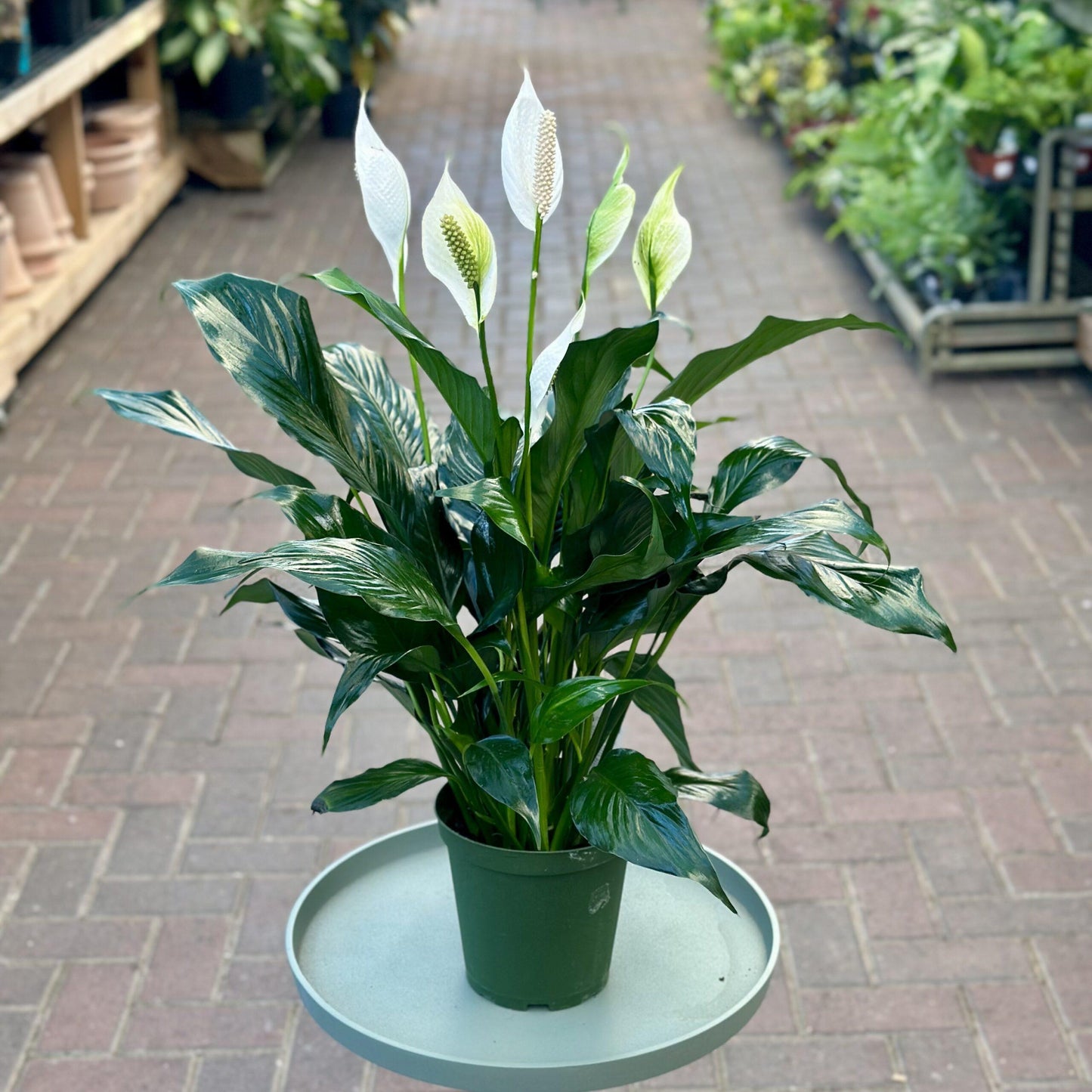 D Spathiphyllum Peace Lily - View 8 from www redcrocus com