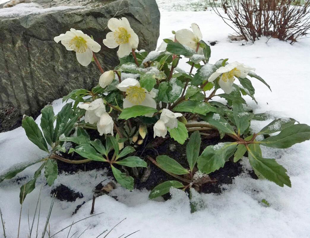 Helleborus Jacob White Christmas Rose - View 11 from www redcrocus com
