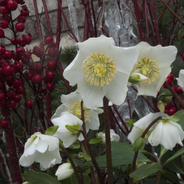 Helleborus Jacob White Christmas Rose - View 12 from www redcrocus com