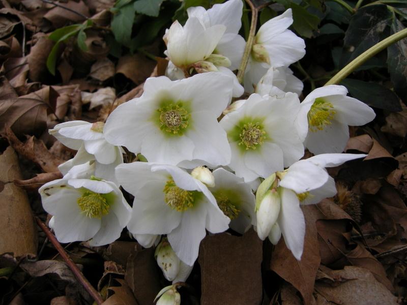Helleborus Jacob White Christmas Rose - View 14 from www redcrocus com