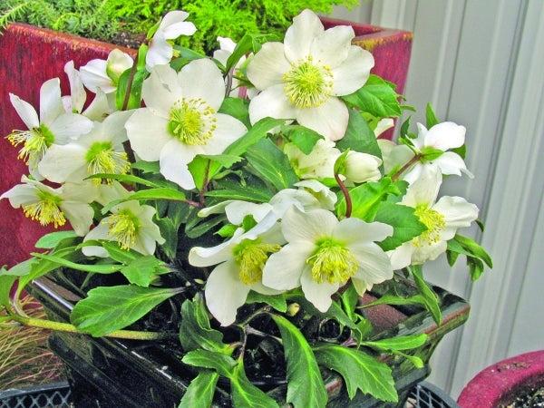 Helleborus Jacob White Christmas Rose - View 15 from www redcrocus com