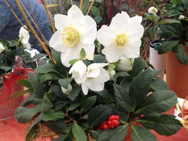 Helleborus Jacob White Christmas Rose - View 16 from www redcrocus com