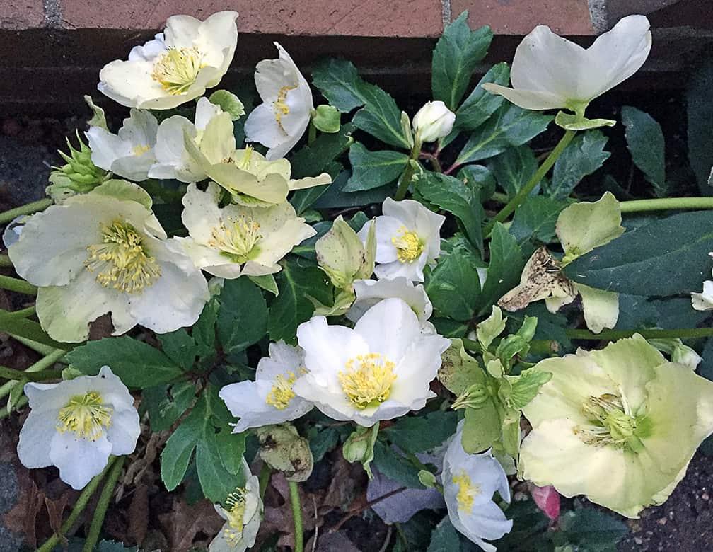 Helleborus Jacob White Christmas Rose - View 19 from www redcrocus com