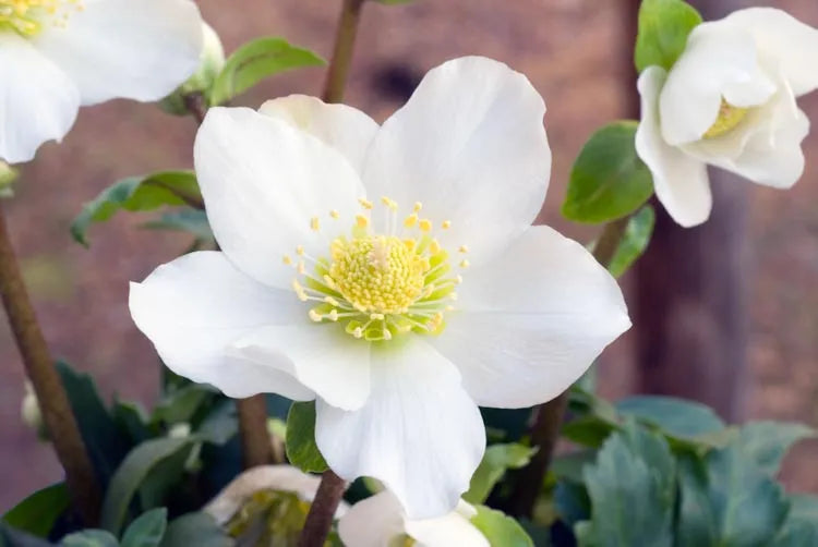 Helleborus Jacob White Christmas Rose - View 1 from www redcrocus com