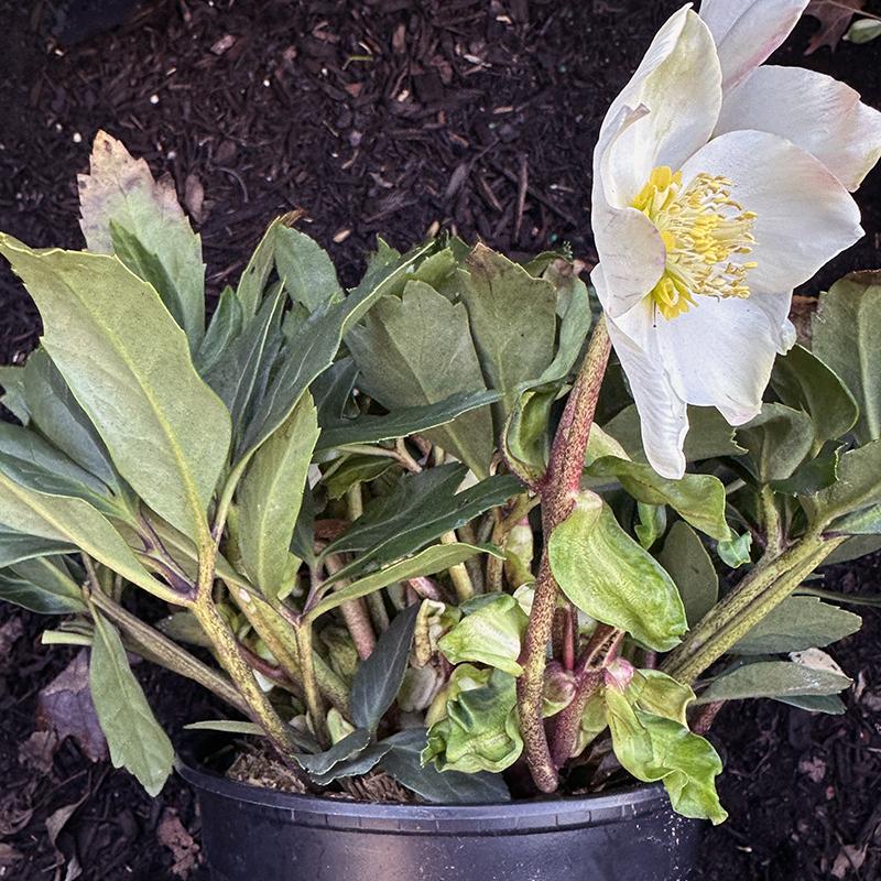Helleborus Jacob White Christmas Rose - View 22 from www redcrocus com