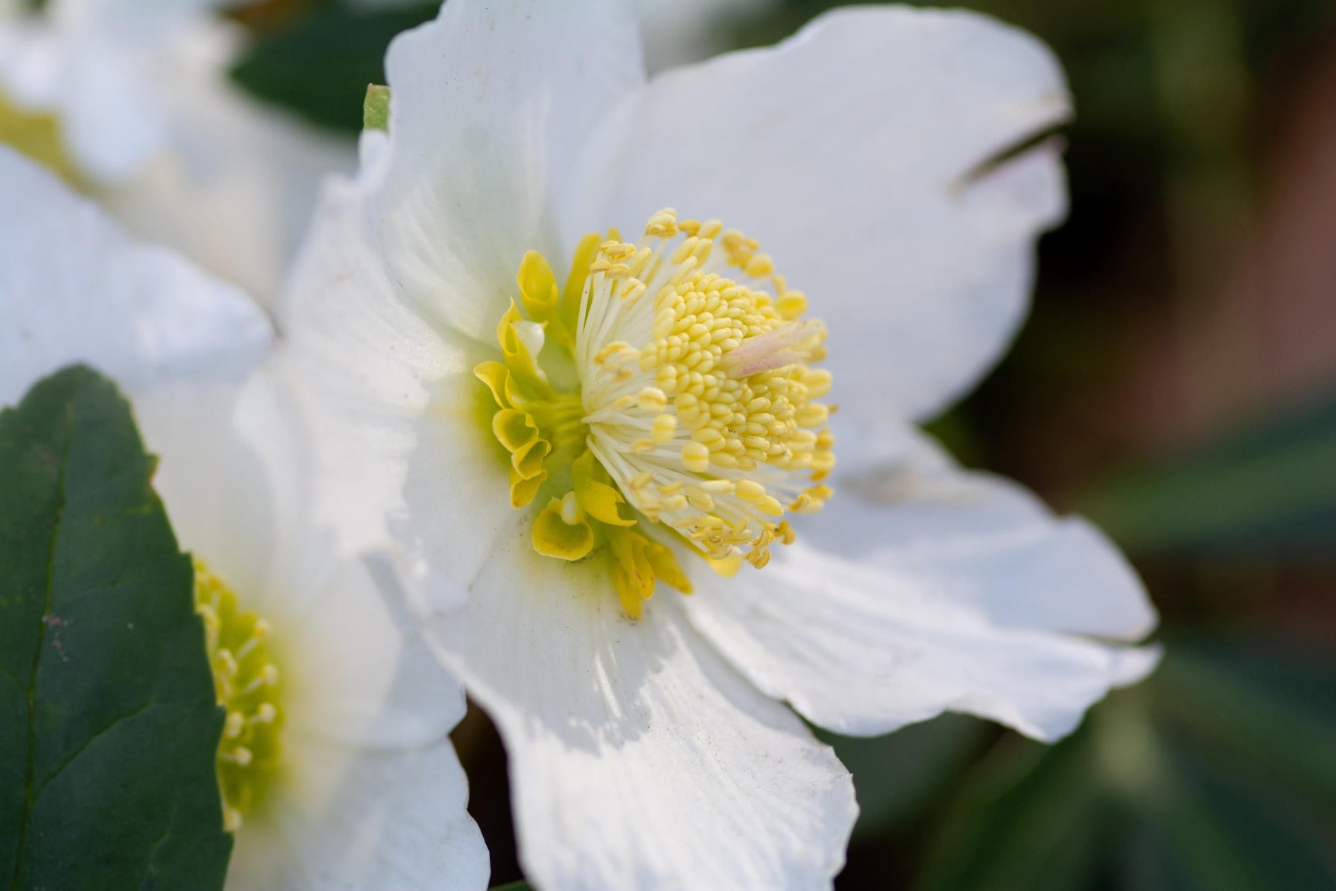 Helleborus Jacob White Christmas Rose - View 23 from www redcrocus com