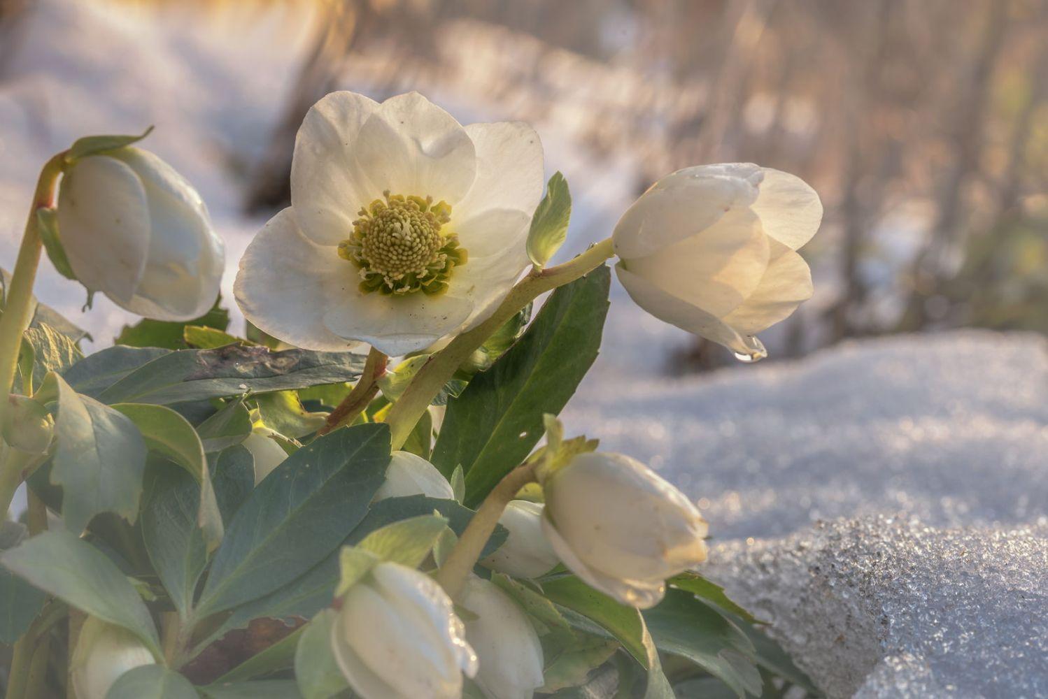 Helleborus Jacob White Christmas Rose - View 24 from www redcrocus com