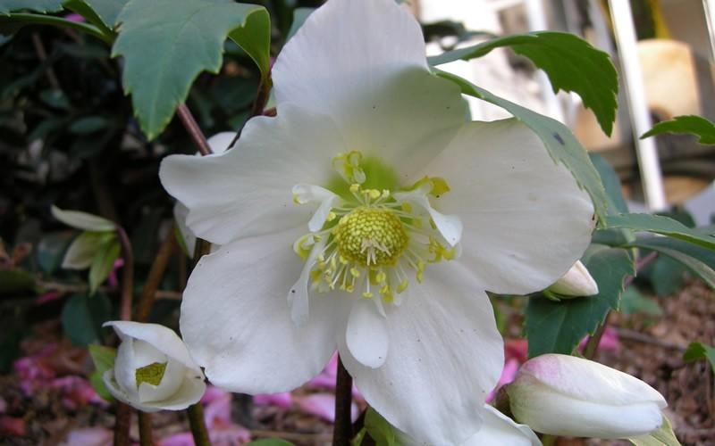 Helleborus Jacob White Christmas Rose - View 25 from www redcrocus com