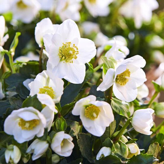 Helleborus Jacob White Christmas Rose - View 2 from www redcrocus com