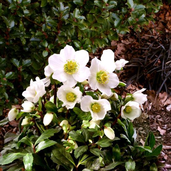 Helleborus Jacob White Christmas Rose - View 3 from www redcrocus com