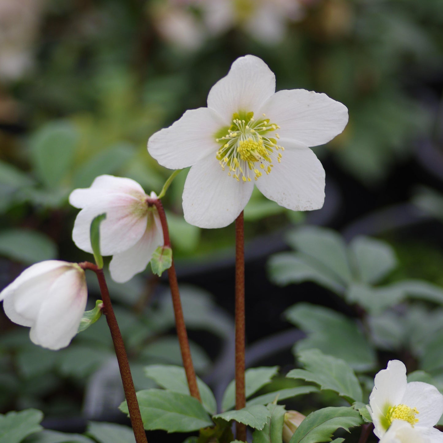 Helleborus Jacob White Christmas Rose - View 4 from www redcrocus com