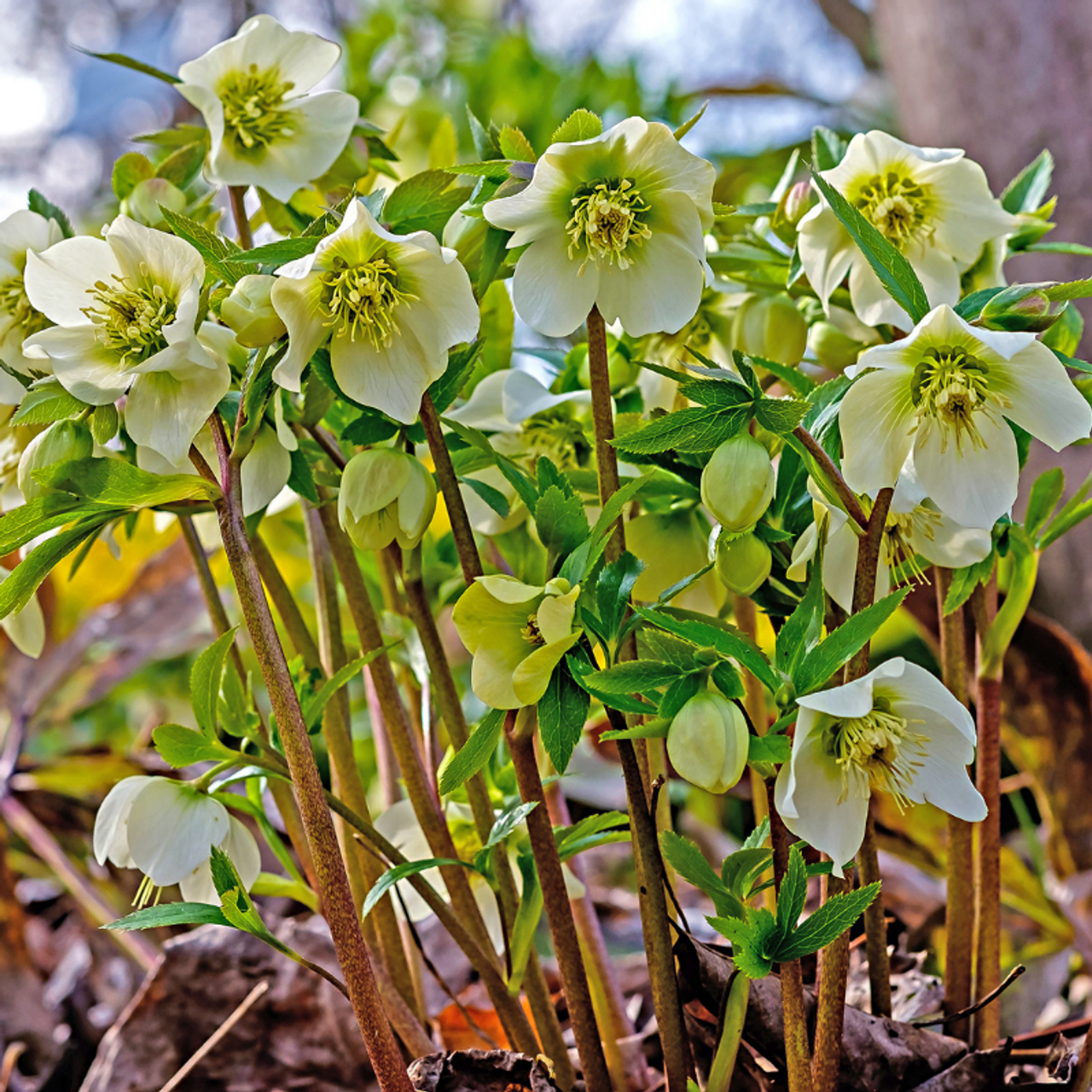 Helleborus Jacob White Christmas Rose - View 5 from www redcrocus com