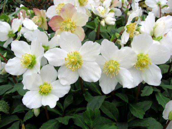 Helleborus Jacob White Christmas Rose - View 6 from www redcrocus com