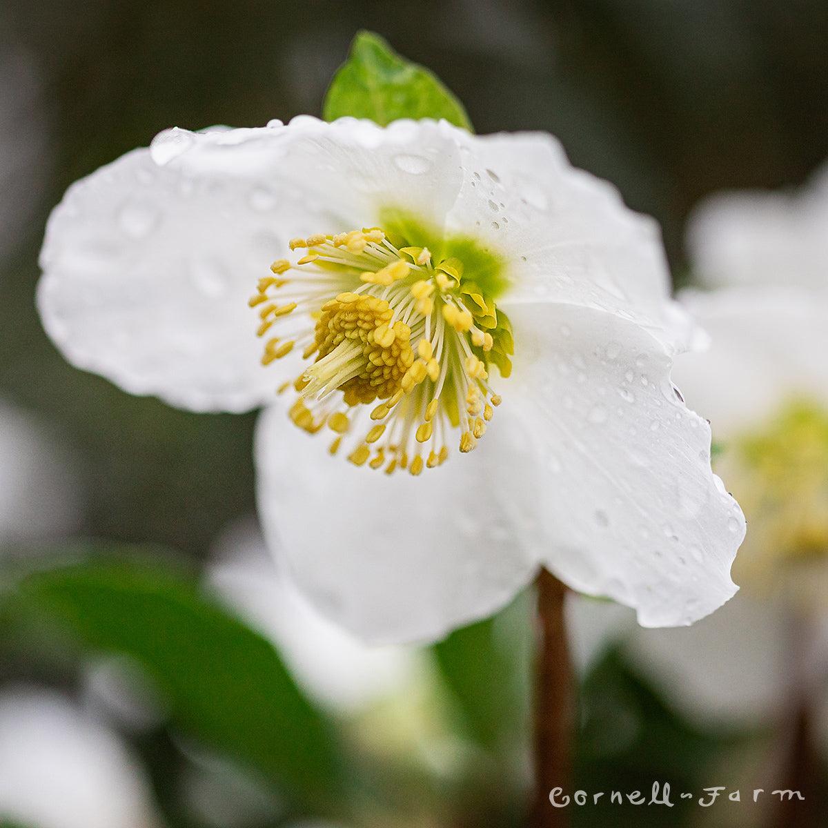 Helleborus Jacob White Christmas Rose - View 8 from www redcrocus com