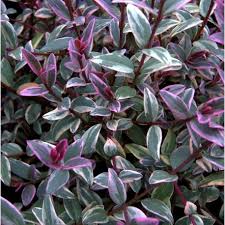 RedCrocus Ugni 'Flambeau' Variegated Chilean Guava Live Plant – Evergreen Shrub, Edible Berries, Patio/Container, Pollinator Friendly  2 Gallon Nursery Pot