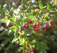 RedCrocus Ugni 'Flambeau' Variegated Chilean Guava Live Plant – Evergreen Shrub, Edible Berries, Patio/Container, Pollinator Friendly  2 Gallon Nursery Pot