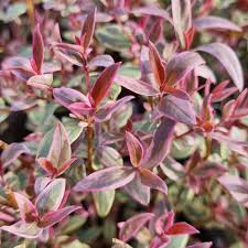 RedCrocus Ugni 'Flambeau' Variegated Chilean Guava Live Plant – Evergreen Shrub, Edible Berries, Patio/Container, Pollinator Friendly  2 Gallon Nursery Pot