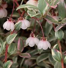 RedCrocus Ugni 'Flambeau' Variegated Chilean Guava Live Plant – Evergreen Shrub, Edible Berries, Patio/Container, Pollinator Friendly  2 Gallon Nursery Pot