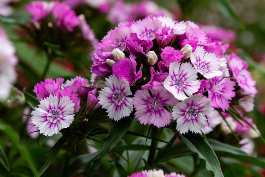 Pinks, Purples, White - View 14 from www redcrocus com