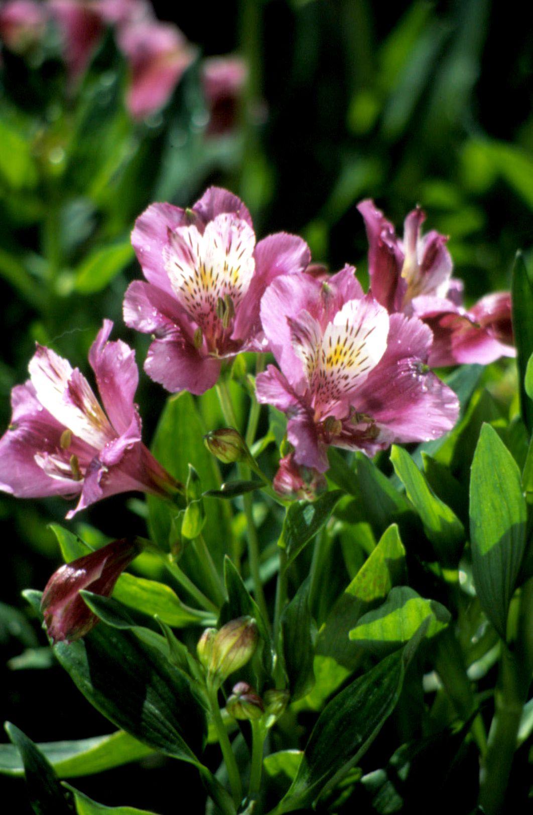 Pinks, Purples, White - View 19 from www redcrocus com