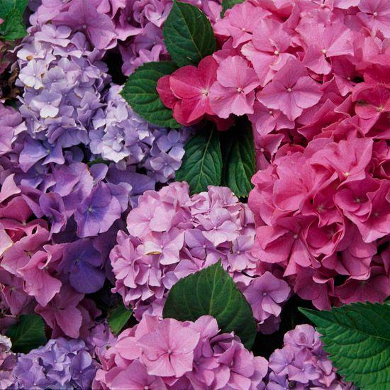 Pinks, Purples, White - View 2 from www redcrocus com