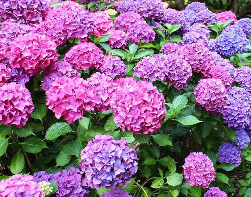 Pinks, Purples, White - View 8 from www redcrocus com