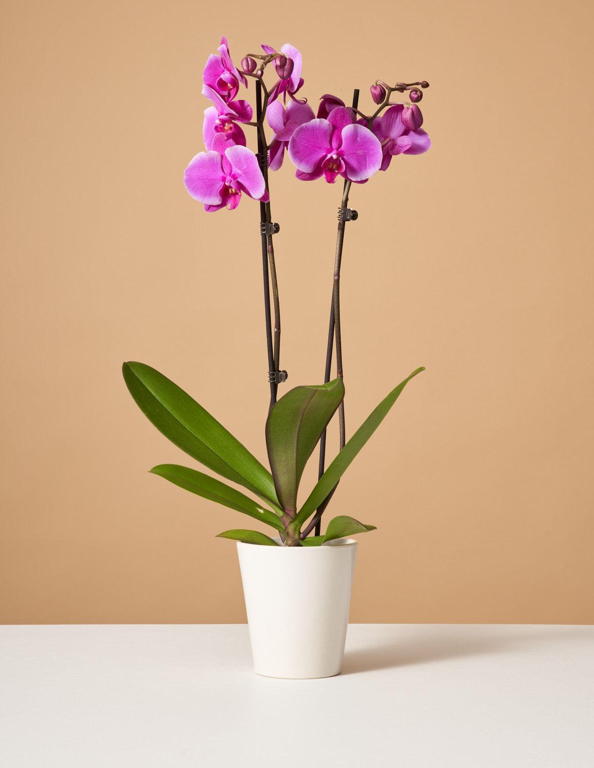 Pinks, Purples, White - View 9 from www redcrocus com