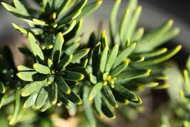 RedCrocus Beanpole Yew Live Plant – Taxus x media 'Beanpole' | Narrow Columnar Evergreen Conifer for Hedges & Containers, Sun to Part Shade, Outdoor, Zones 5–7  5 Gallon Nursery Pot