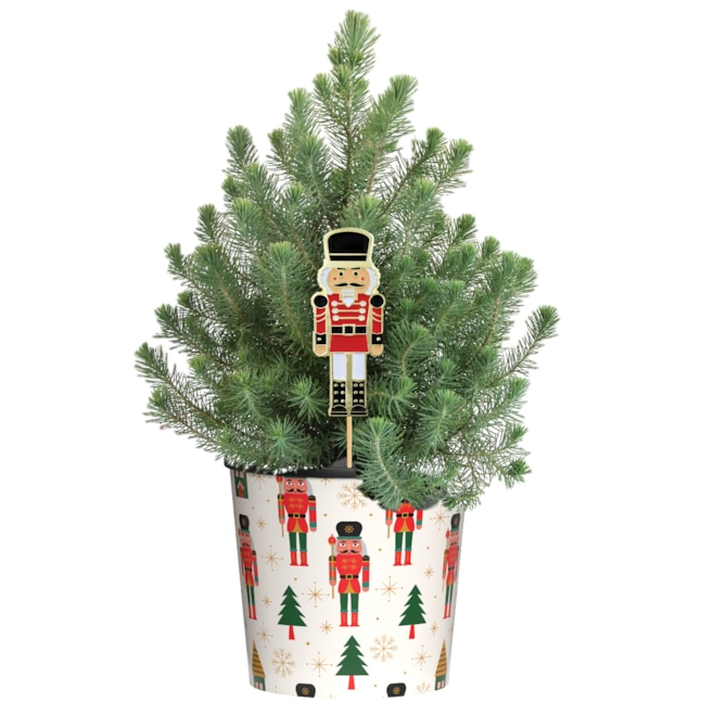 Rosemary Cone Cone Shape - View 10 from www redcrocus com