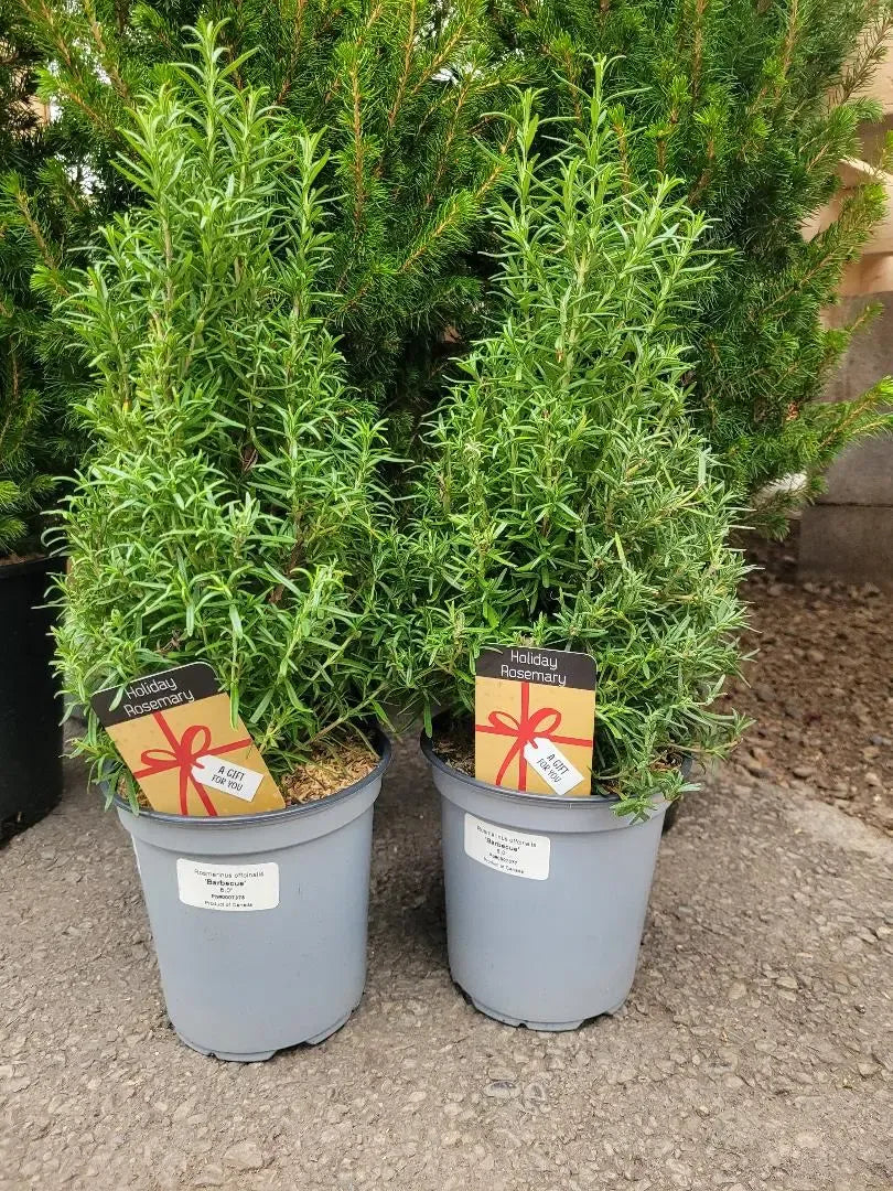 Rosemary Cone Cone Shape - View 11 from www redcrocus com