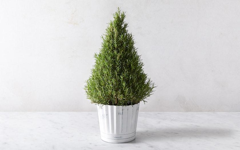 Rosemary Cone Cone Shape - View 15 from www redcrocus com