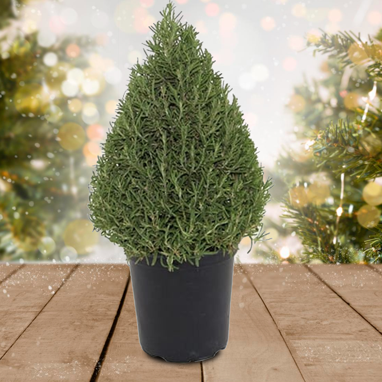 Rosemary Cone Cone Shape - View 18 from www redcrocus com